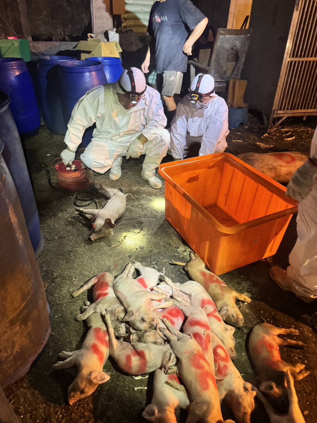 台中爆非洲豬瘟！195頭豬預防性撲殺、全國禁運5天 餐飲肉品供應面臨警戒